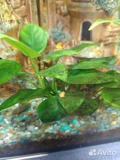 Улитки ампулярии