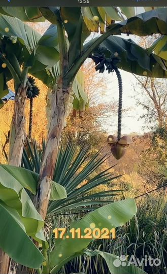 Банановая пальма