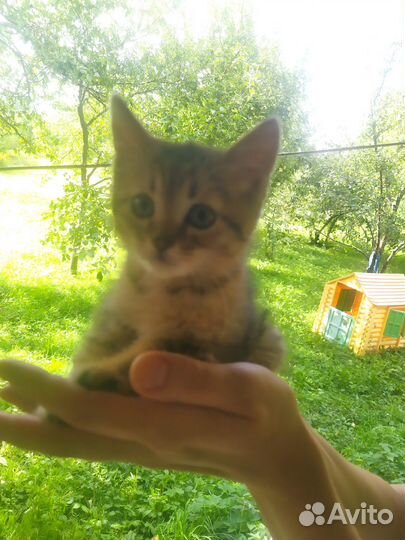 Отдам в добрые руки