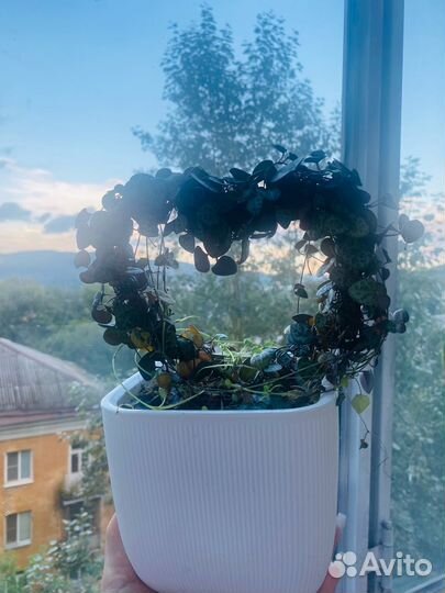 Комнатные растения