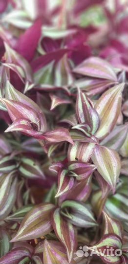 Традесканция зебрина