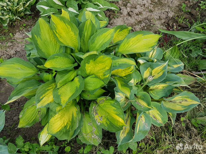 Хосты в ассортименте