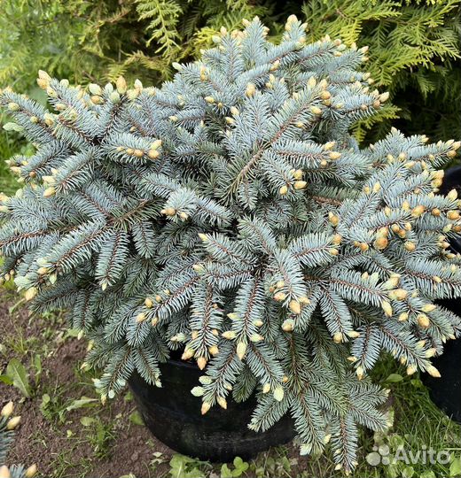 Ель голубая Глаука Глобоза Нана