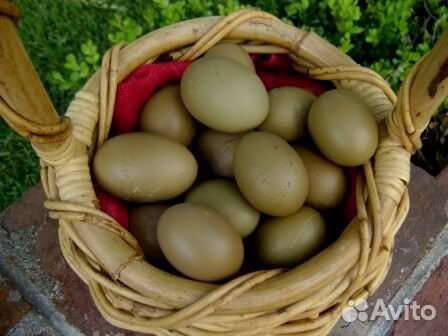 Олив эггеры, инкубационное яйцо