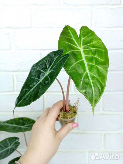 Алоказия пинк дракон
