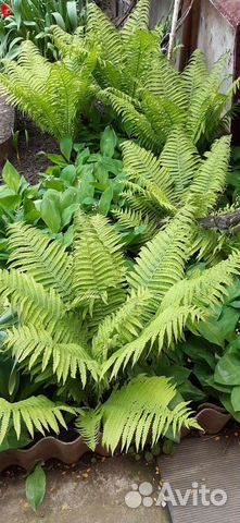 Папоротник