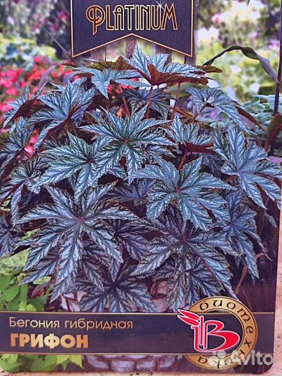 Бегония Грифон