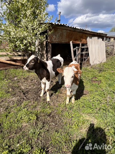 Телята бычки