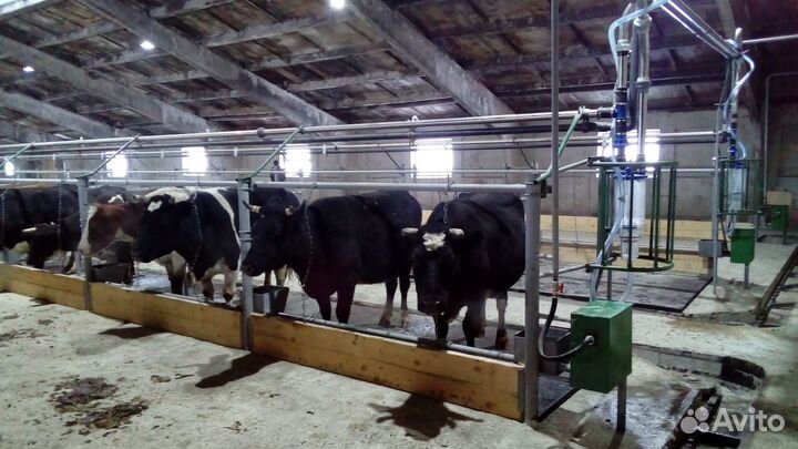 Стойла, беспривязь, привязь