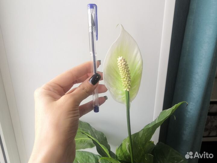 Спатифиллум gemini джемени женское счастье даймонд