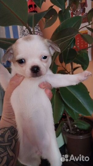 Щенки чихуахуа