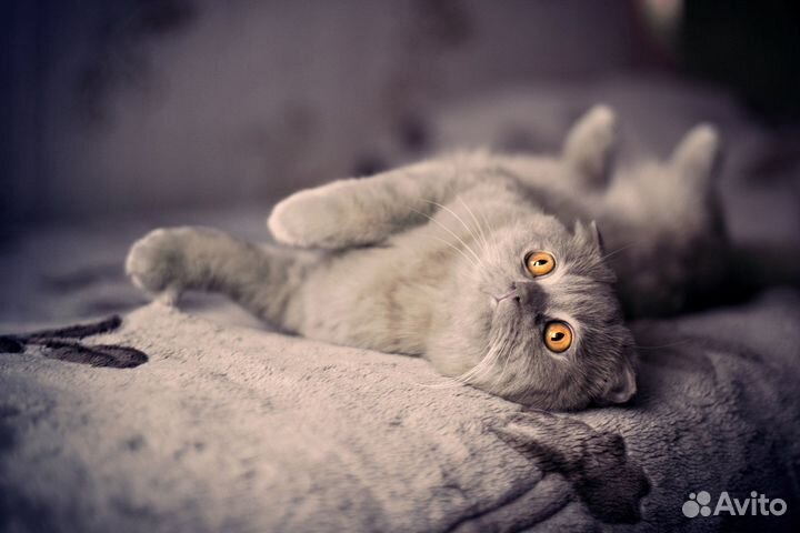 Кошки