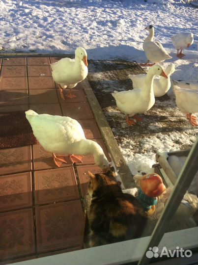 Гуси линда семьями