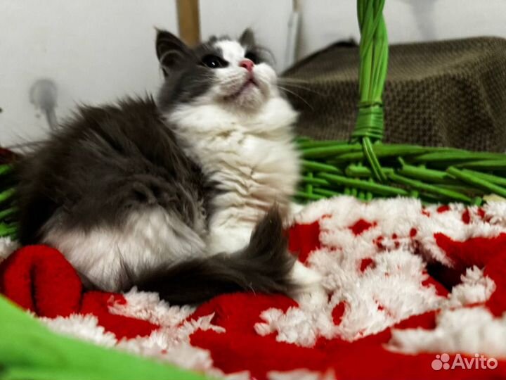 Котята 4 месяца