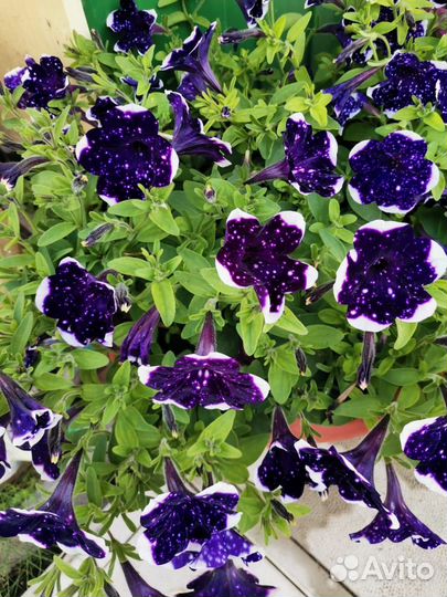 Рассада петуньи