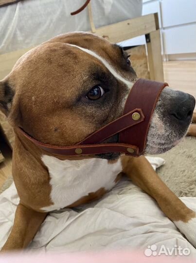 Намордник для собак