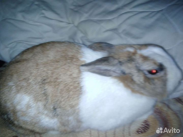 Декоративные кролики