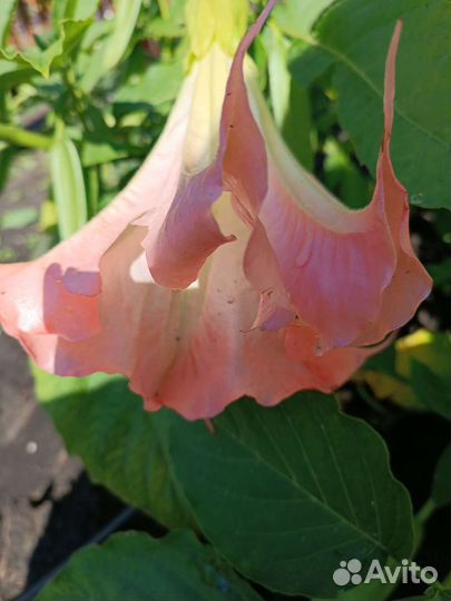 Бругмансия