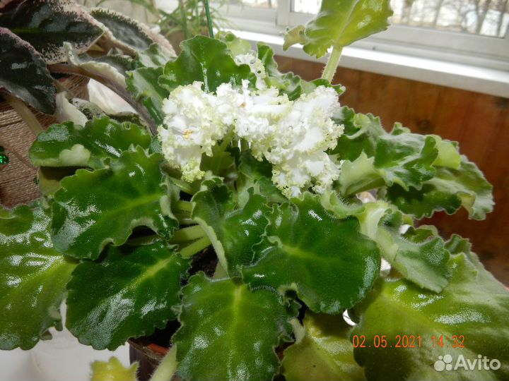 Фиалки махровые