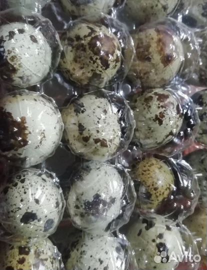 Яйца перепелиные