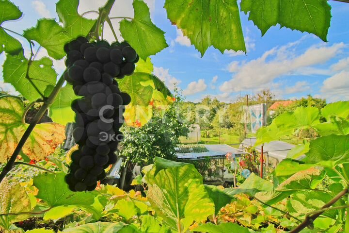 Дача 49 м² на участке 6 сот.