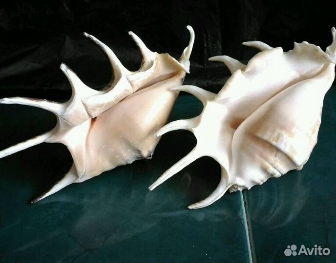 Морские раковины