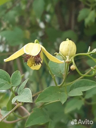 Клематисы княжики