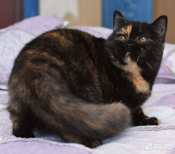 Британская кошечка