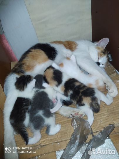 Котята. Метисы