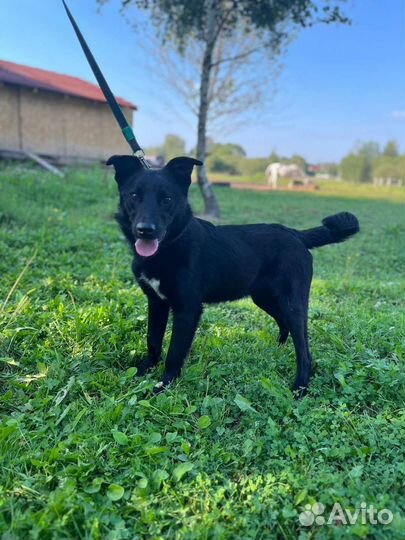 Щенок мальчик Рон