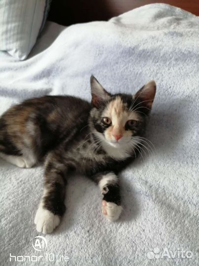 Кошка в дар бесплатно