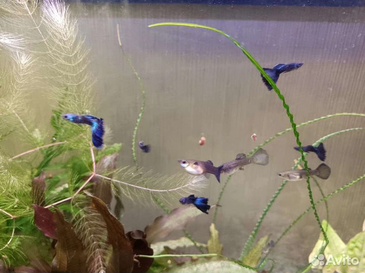 Гуппи московские синие-зеленые. Чистая линия