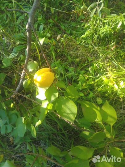 Абрикос (саженец)