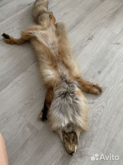 Шкуры лисы