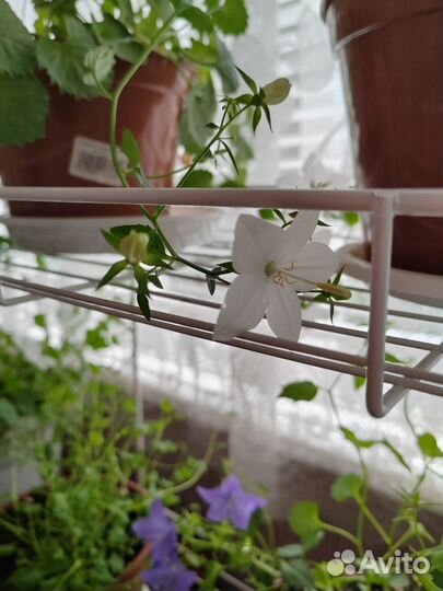 Кампанула невеста