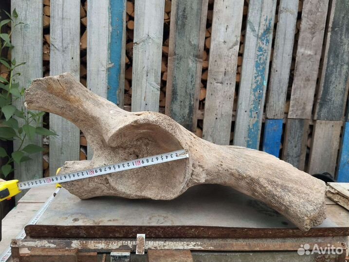 Тазовая кость мамонта