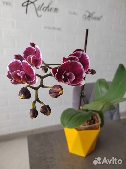 Орхидея фаленопсис Lady Spring
