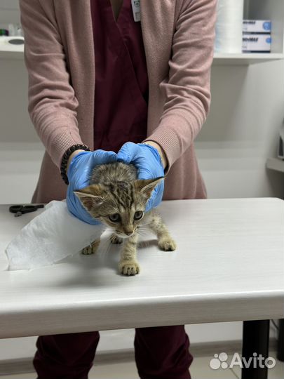 Бенгальский котенок девочка