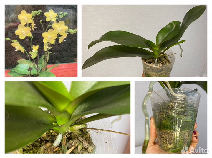 Орхидея редкая