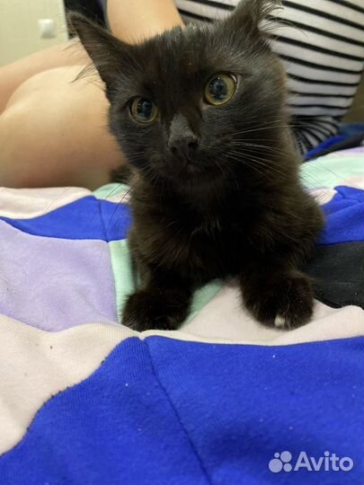 Котенок мальчик 2мес