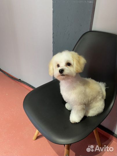 Бесплатный груминг