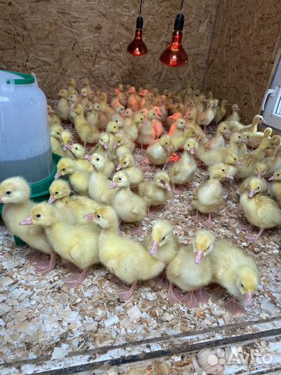 Гусята суточные