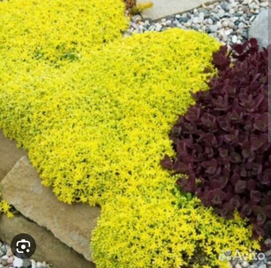 Очиток едкий