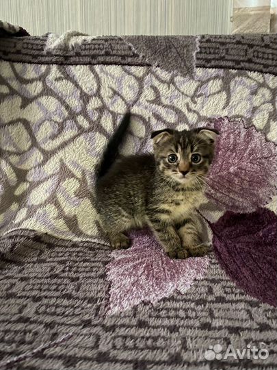 Котята в добрые руки бесплатно