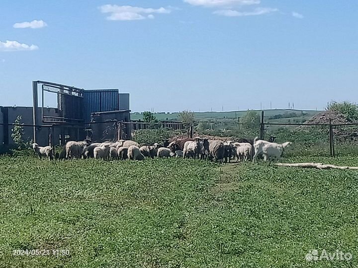 Овцы бараны ягнята оптом
