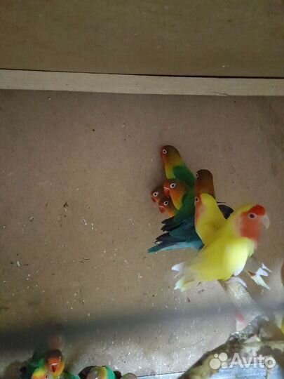 Попугаи Неразлучники, птенцы