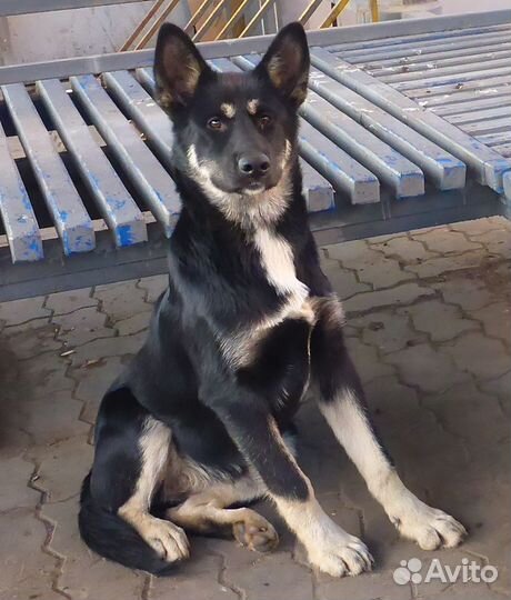 Собака - большой Друг)