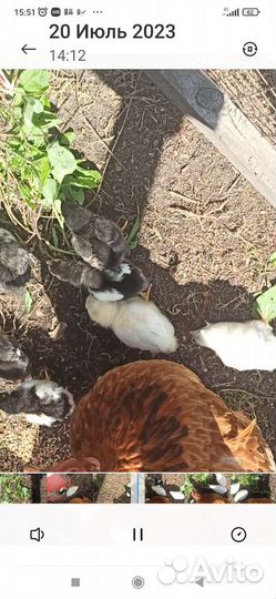 Домашняя птица цыплята с квочкой