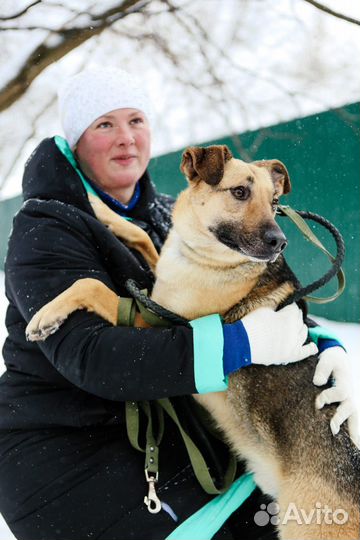 Арнольд в добрые руки
