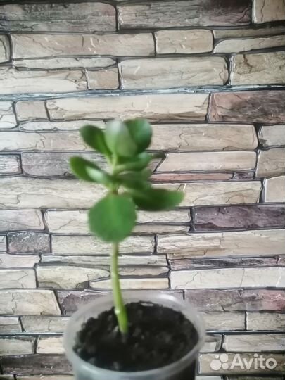 Каланхоэ цветущий